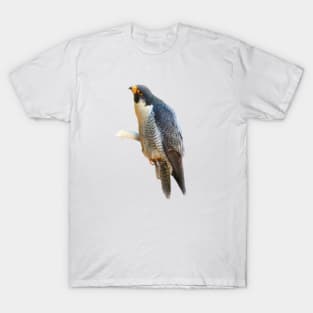 Falcon T-Shirt